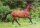 Horse Postcard Lusitanohengst Jabiru