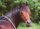 Horse Postcard Morgan Horse Hengst Glenmorgen Leroy Brown
