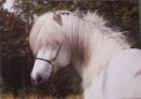 Horse Postcard Islandhengst Máni vom Distelhof