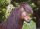 Horse Postcard Islandhengst Safir