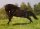 Horse Postcard  Islandhengst Glitnir vom Wiesenhof