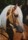 Pferdepostkarte Morgan Horse Hengst Karizmas Legacy  *2003