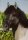 Horse Postcard Konikhengst Hawr