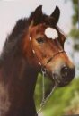Horse Postcard Dartmoor Stute Lasca