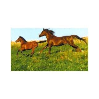 Horse Postcard Arabian Mare Zafra