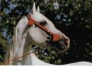 Horse Postcard Vollblutaraberhengst Harik