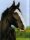 Pferdepostkarte Shire Horse Wallach
