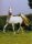 Horse Postcard Vollblutaraberhengst Jaime el Hauwa