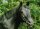 Horse Postcard Trakehnerhengst Louidor