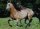 Horse Postcard Kentucky Mountain Horse Hengst Post Rock Nugget