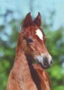 Horse Postcard Welsh C Fohlen UNICA Palera