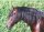 Horse Postcard P.R.E. Hengst Coqueto VIII