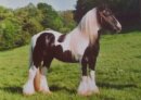 Horse Postcard Irish Tinker Hengst Merlin ord of Bandon