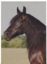 Horse Postcard Anglo-Noriker-Stute