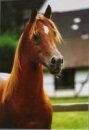 Horse Postcard Arabian Manial II *1985