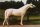 Horse Postcard Arabian Pharao *1981