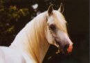 Horse Postcard Arabian Omar Al Haady *1986