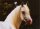 Horse Postcard Arabian Omar Al Haady *1986