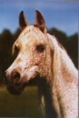 Horse Postcard Arabian Nazeerah *1981