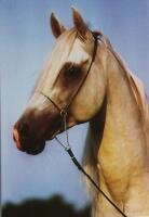 Pferdepostkarte Araber El Thay Tharmam *1983