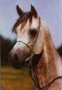 Horse Postcard Arabian El Thay Mansour *1986