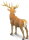Safari Ltd. 181929 - Rothirsch