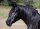 Horse Postcard Arabian Stallion Youri Noir