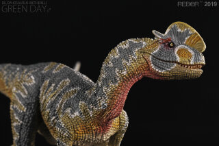 REBOR 160482 - 1:35 Adult/1:11±1 junger männlicher Dilophosaurus Green Day *1