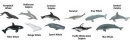 Safari Ltd. Toob® 694704 - Whales & Dophins