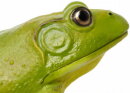 Safari Ltd. 268729 - American Bullfrog