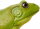 Safari Ltd. 268729 - American Bullfrog