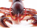 Safari Ltd. 281629 - Maine Lobster