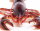 Safari Ltd. 281629 - Maine Lobster