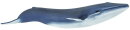 Safari Ltd. 223229 - Blue Whale