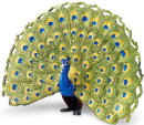 Safari Ltd. 264629 - Peacock