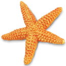 Safari Ltd. 276829 - Starfish