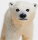 Safari Ltd. 273429 - Polar Bear Cub