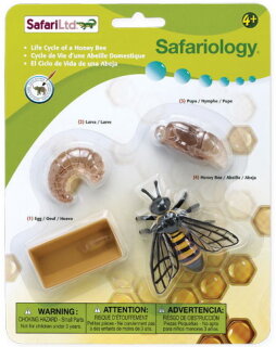 Safari Ltd. 622716 - Lebenszyklus der Honigbiene