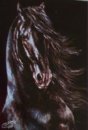 Horse Postcard Friesian Parceval