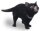 Animals of Australia 75478 - Tasmanian Devil (small)
