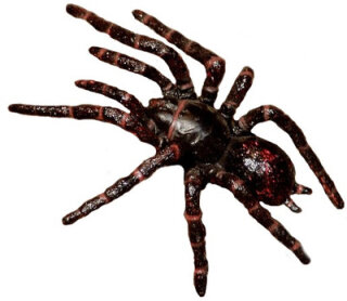Animals of Australia 78082 - Sydney Funnel Web Spider