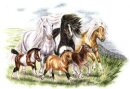 Horse Postcard Catch me