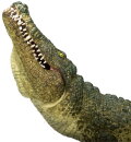 Mojö 387162 - Krokodil mit beweglichem Kiefer