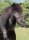 Horse Postcard Icelandic Stalion Neisti vom Scheidterberg *1989