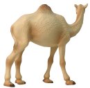 Animals of Australia 75906 - Camel