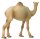 Animals of Australia 75906 - Camel