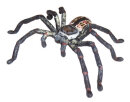 Animals of Australia 78081 - Huntsman Spider
