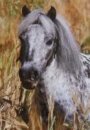 Horse Postcard Minishetty Mare Noice V. Zorax
