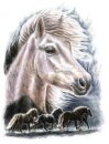 Horse Postcard Blika
