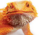 Safari Ltd. 263129 - Rot-orange Bartagame